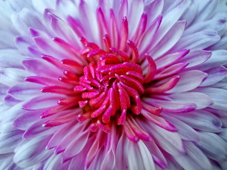 Delicate beauty - flower, delicate, purple, pretty, pink, beauty, beautiful, petals, nice, lovely, nature, colorful