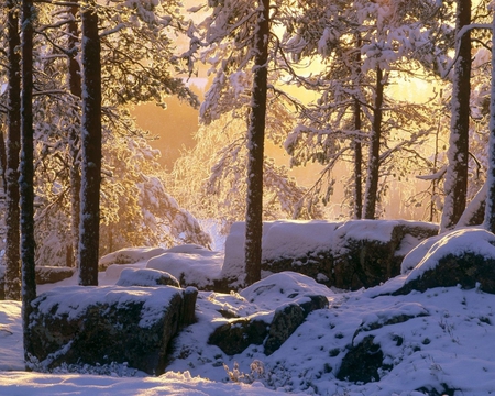 winter sunshine - nature, sunshine, forest, snow, winter