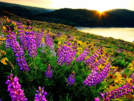 Field of flowers at sunrise - dloral, sunstream, water, beautiful, sunshine, sunrise, flowers, sunset, nature, field, lake, sun, sky