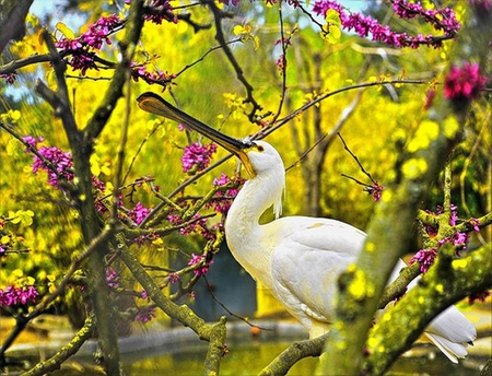 Resting - pretty, trees, white, yellow, blossom, spoonbill, pink