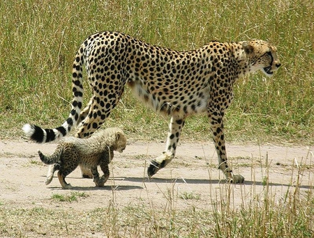 Slow Down Mum - cheetahs, cub, wild, mother, spots, cute