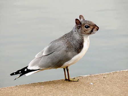 A Chipbird - animal, squirrel, bird, abstract