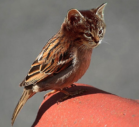 Catbird - animal, abstract, cat, bird