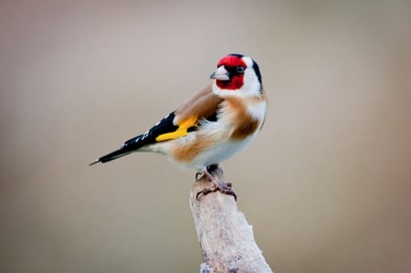 Bird - nature, sky, trees, animal, bird