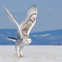 Snow Owl