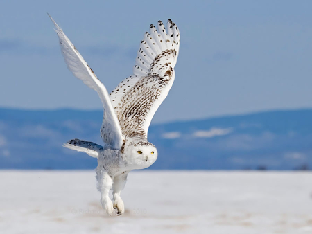 Snow Owl - nature, sky, snow, animal, owl, bird