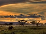 African Safari