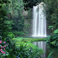 Forest Waterfall