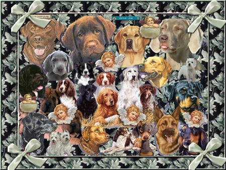 DOGS AND MORE DOGS - dogs, bows, puppies, wallpaper, ribbons