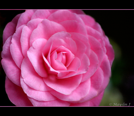 Pink Camellia - nature, pink, camellia, petals, flower