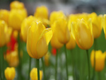 Yellow Tulips