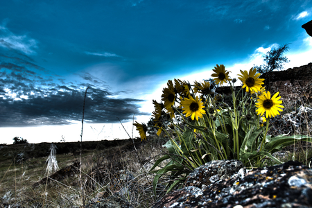 Spring arrives... - clouds, yellow, blue, arrives, spring, flower