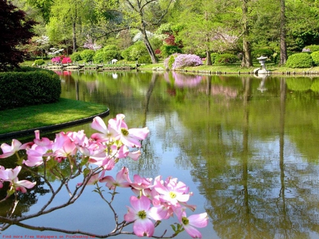 spring lake - nature, lake, bolsoom, cherry, spring