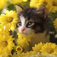 cat white yellow flower