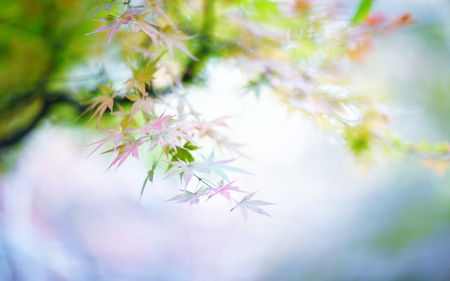 Colorful nature - nature, light, blue, green, leaf, color