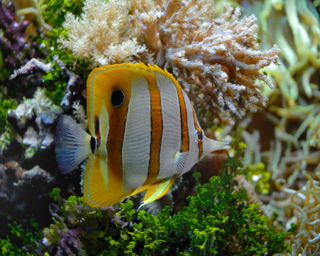 COPPERBAND BUTTERFLY FISH - fish, white, strips, yellow