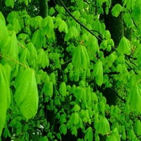 COMMON HORSE CHESTNUT