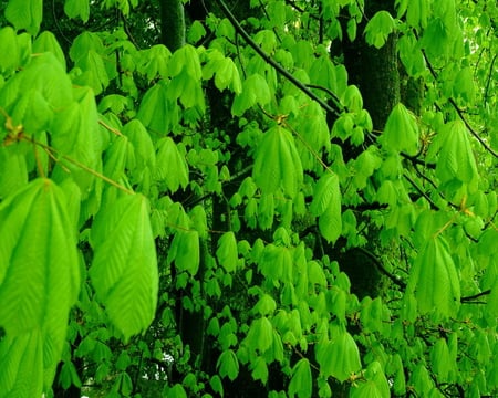 COMMON HORSE CHESTNUT - leaves, tree, branches, green