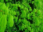 COMMON HORSE CHESTNUT