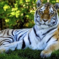 tiger