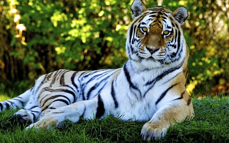 tiger - tiger, nature, predator, cat