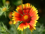 BLANKET FLOWER