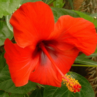 HIBISCUS ROSA