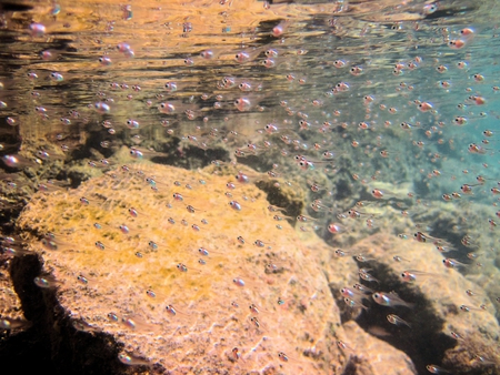 Shoal of tiny fish - nature, shoal, fish, ecology, red sea