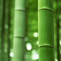 Bamboo