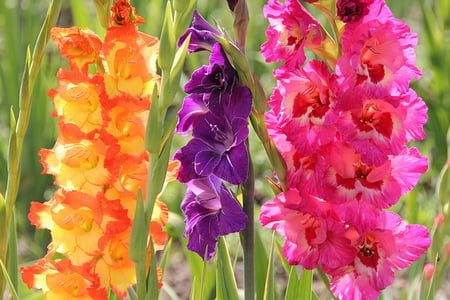 COLOURFUL GLADIES - flowers, orange, purple, pink