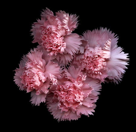 Floating Pinks - pink, floating, photography, blooms, spring, carnations