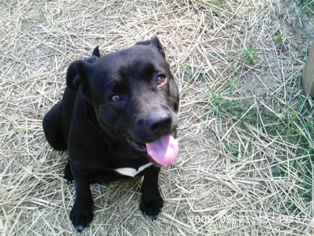 black pitxlab  otep - black, dog, otep