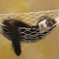 Lazy Ferret 