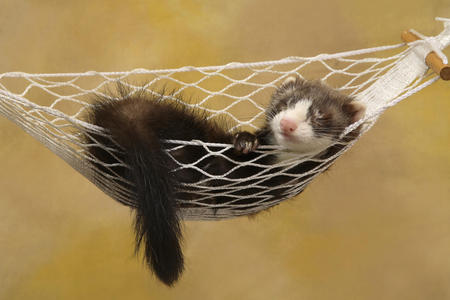 Lazy Ferret  - funny, ferret, weasel, hammock