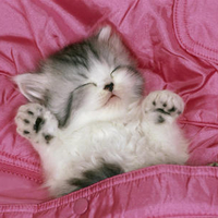 Kitty in a pocket