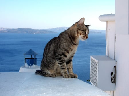 	Ein Model auf Santorini - santorini, kittens