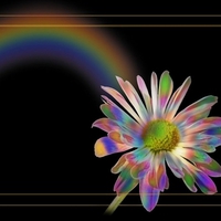 Rainbow Flowers