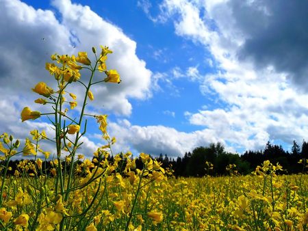 yellow flowers - flowers, sky, yellow