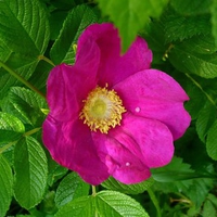 Wild Rose