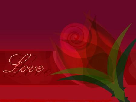 Red rose - flower, love, rose