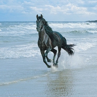 black horse and sea 