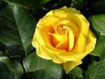 STUNNING YELLOW ROSE