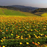 Floral mountain field