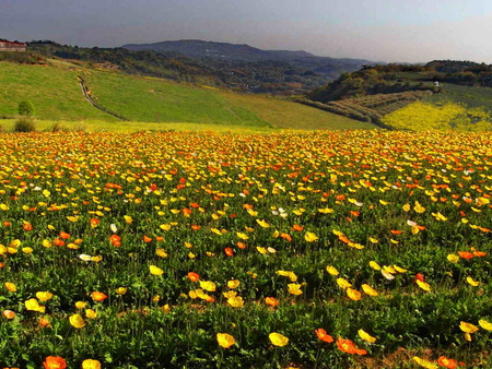 Floral mountain field - clouds, pretty, summer, grass, lovely, windflowers, mountain, flowers, fresh, nature, field, nice, sky