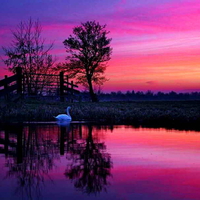 Lonely swan in lake at sunset