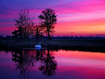 Lonely swan in lake at sunset