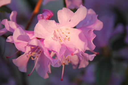 PINK BEAUTY - flowers, pink, pretty, beauty