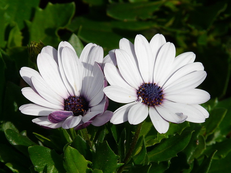 WHITE DAISIES