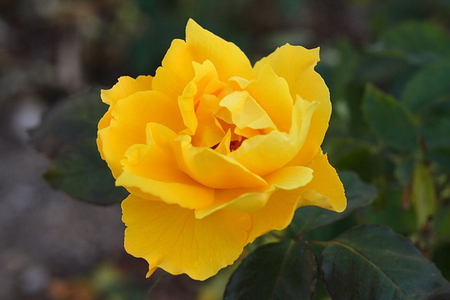 YELLOW ROSE - flower, yellow, rose, pretty