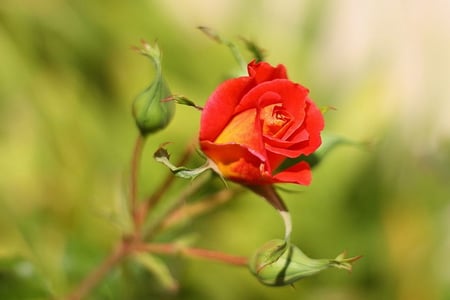 BEAUTIFUL ROSE BUD - flower, rose, pretty, bud